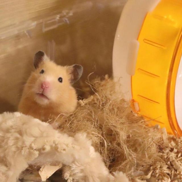 如果你家里养了仓鼠都来看看它们的缺点吧