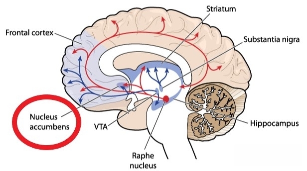 电子可卡因促多巴胺搔痒逐步改变脑袋回路