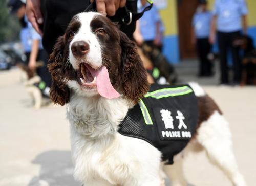 90只搜爆犬!全国民族运动会特别安保卫士郑州集结