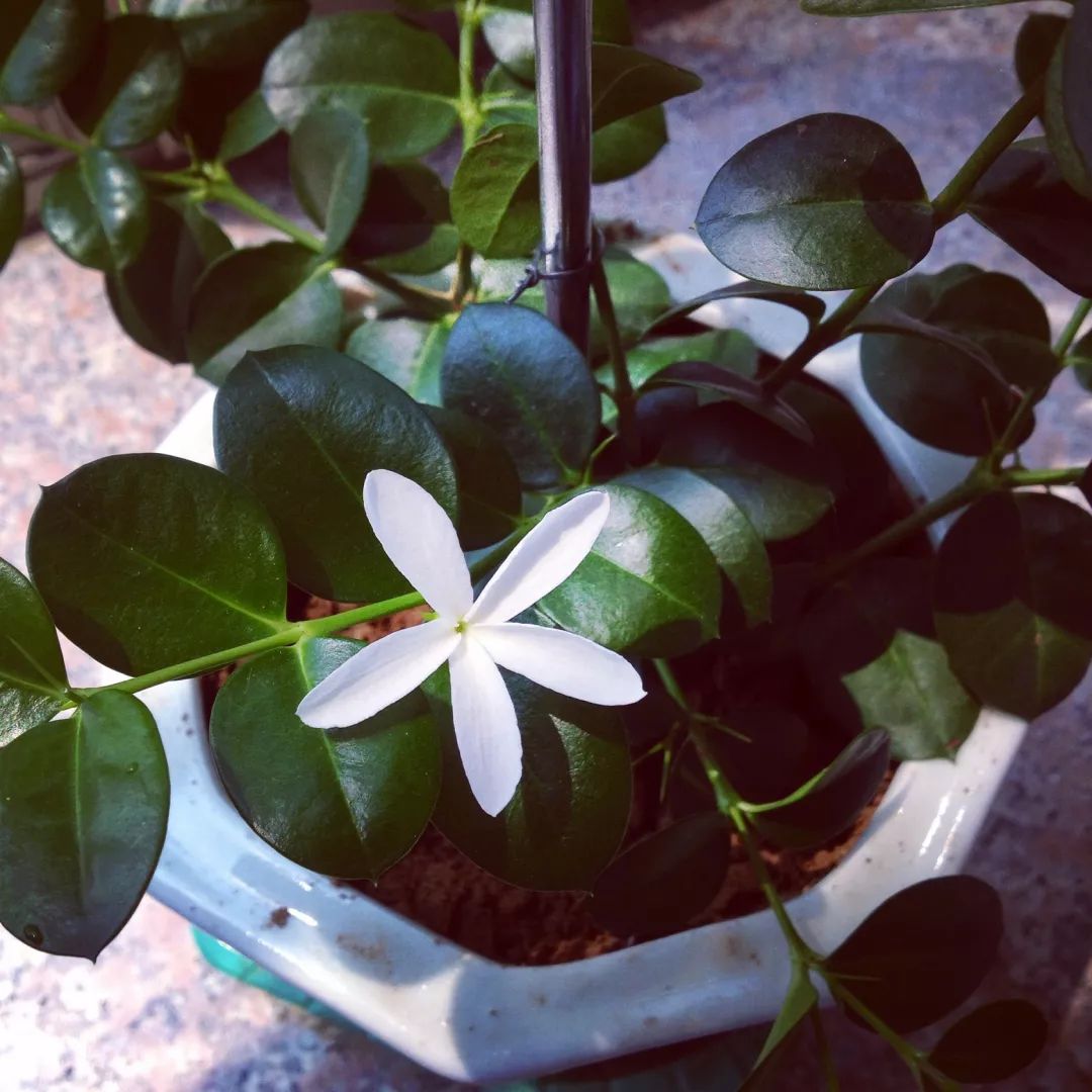 每日一花铁茉莉夏季开放可制作盆景