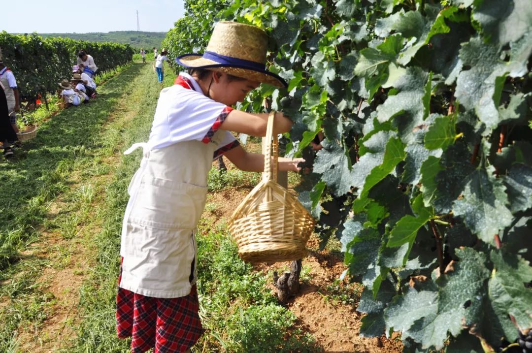 所有人亲子马拉松游园会星空帐篷节蓬莱葡萄酒庄采摘节等你来