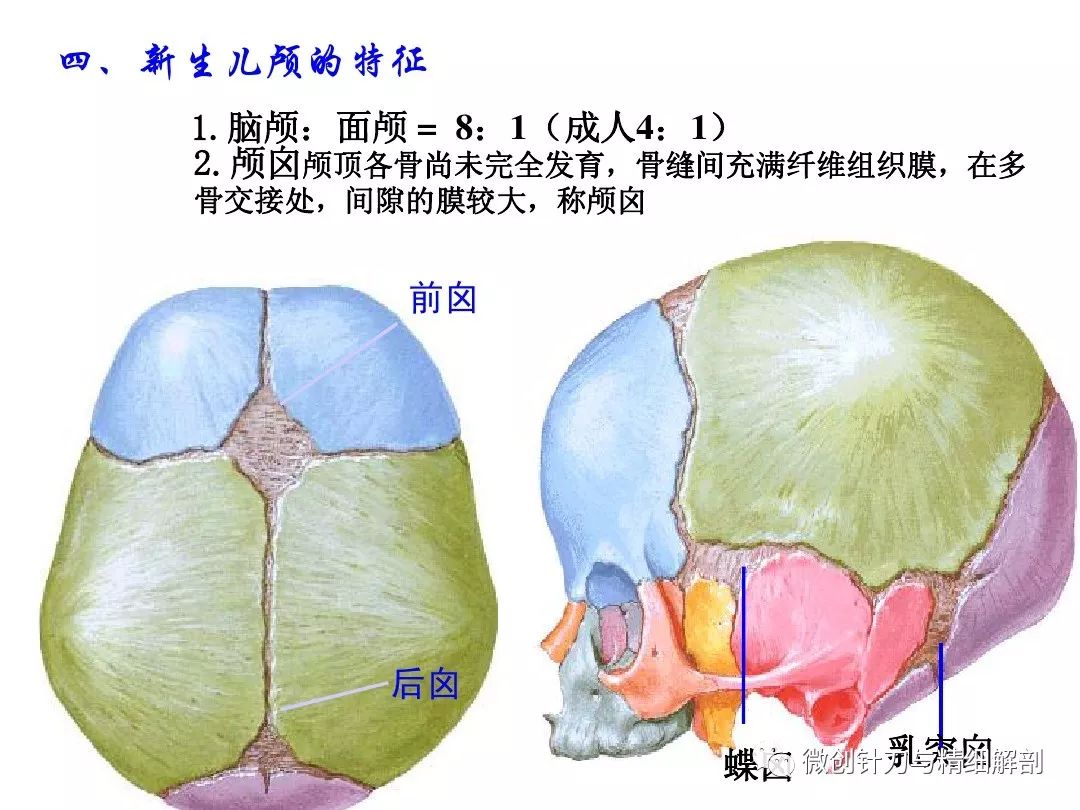 人体解剖学