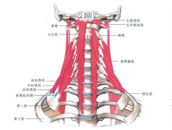 后颈肌群(posterior cervical muscles: multifundi, semispinalis)头