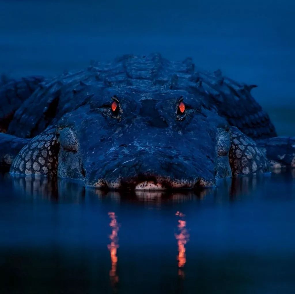 鳄鱼猩红的眼睛在水面上闪闪发亮.