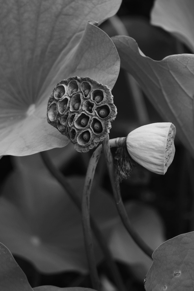 《莲蓬》—一组黑白照