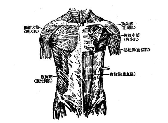 胸部筋肉包括胸前大筋(胸大肌,胸前小筋(胸小肌,胁肋筋(前锯肌)及