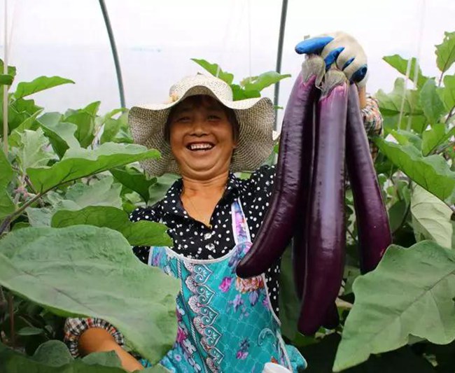从开始采摘至今,中山基地每天都有30到40个村民前来摘收茄子,多半都是