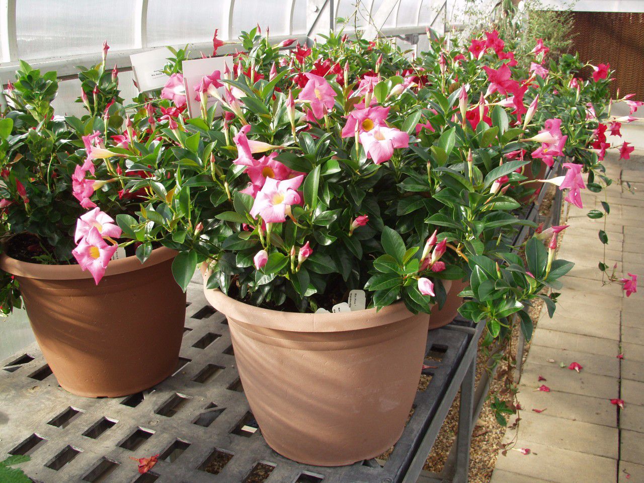 原创养成盆栽的飘香藤照样可以长两米高花朵开满枝条