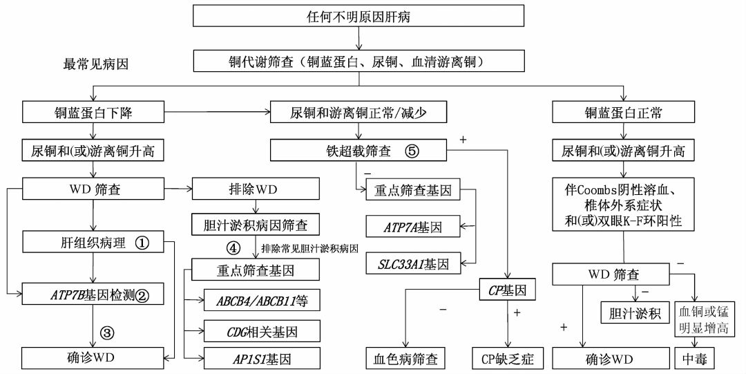 專家論壇遺傳性銅代謝異常的致病機制及臨床診斷