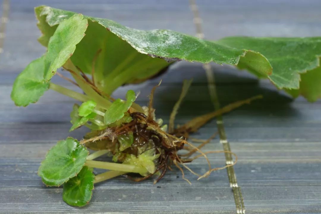 秋海棠的叶子泡水里也能生根一片叶子就长很多小芽可爱极了