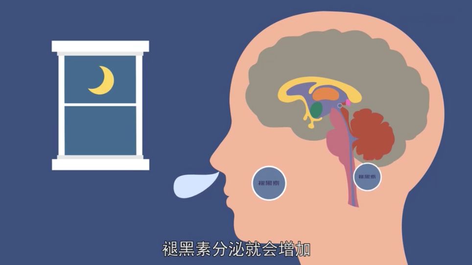 激素,是人体大脑松果体自然产生,通常在晚上11点到次日凌晨6点钟分泌