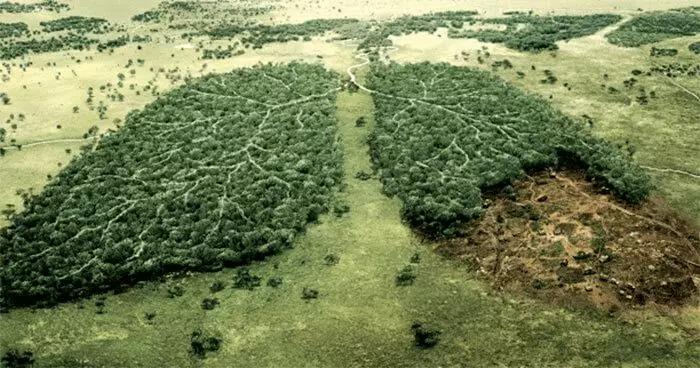 亚马逊雨林的渐渐消失是我们碗里永远的痛