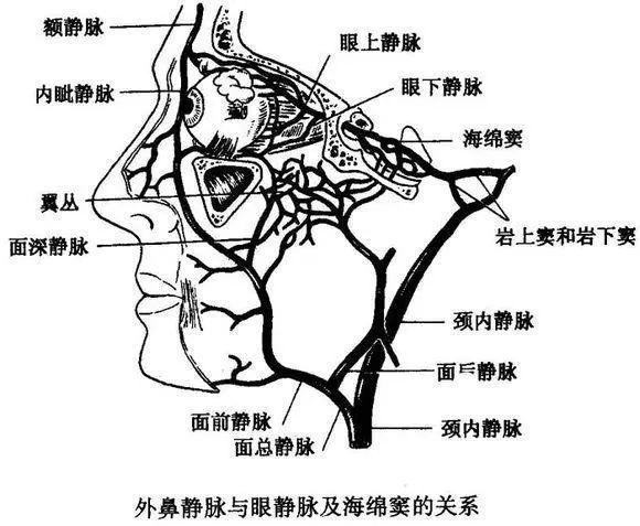 面部静脉丛图片