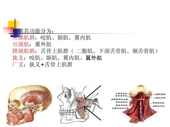 头颈这些肌肉不好会影响说话吞咽