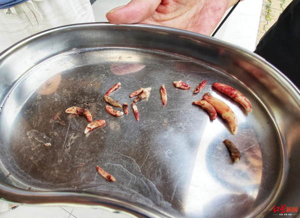 爱犬到医院洁完牙医生端出一盘牙齿一数竟拔了17颗
