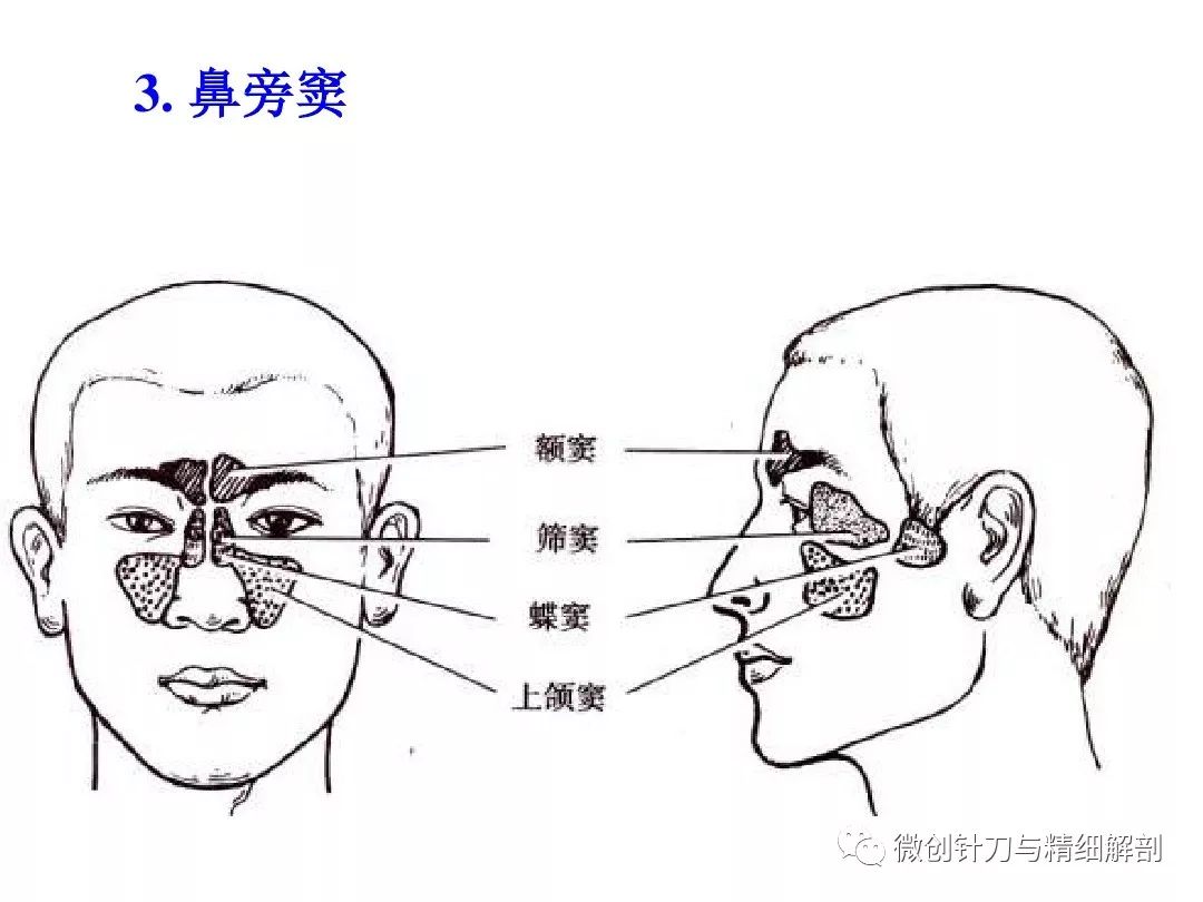 额窦是哪个部位图片图片