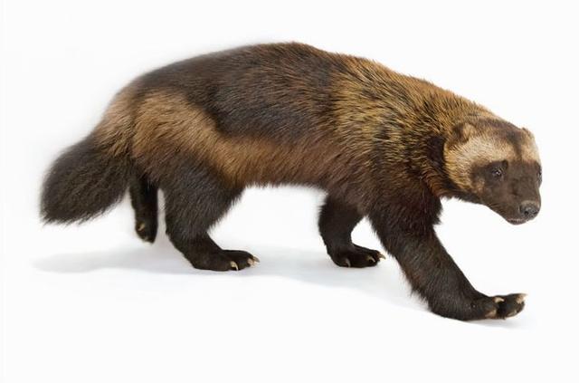 金刚狼的原型是狼?其实是这种动物,个头小但很凶猛,最擅长偷袭_狼獾