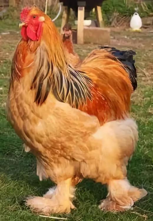 2米高的鸡难得一见开眼了