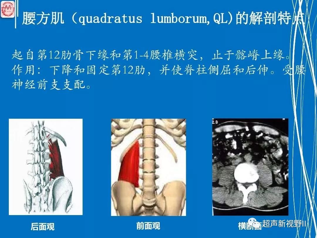 精彩课件超声引导腰方肌阻滞