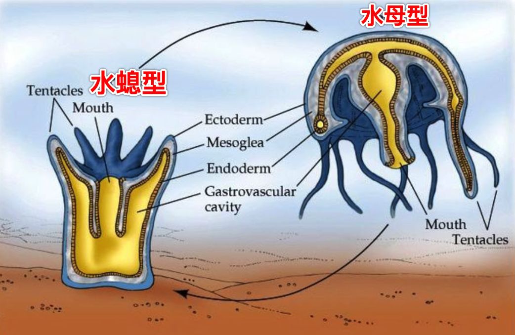 水螅结构图及功能图片