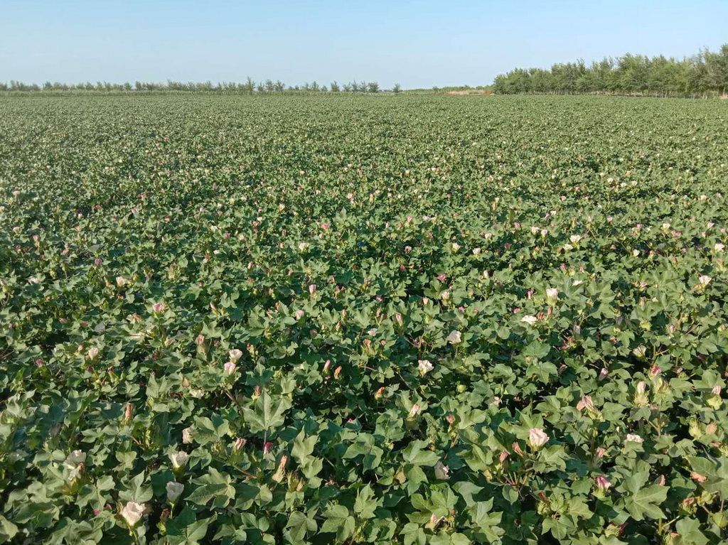 昌吉州棉花化学打顶技术要点