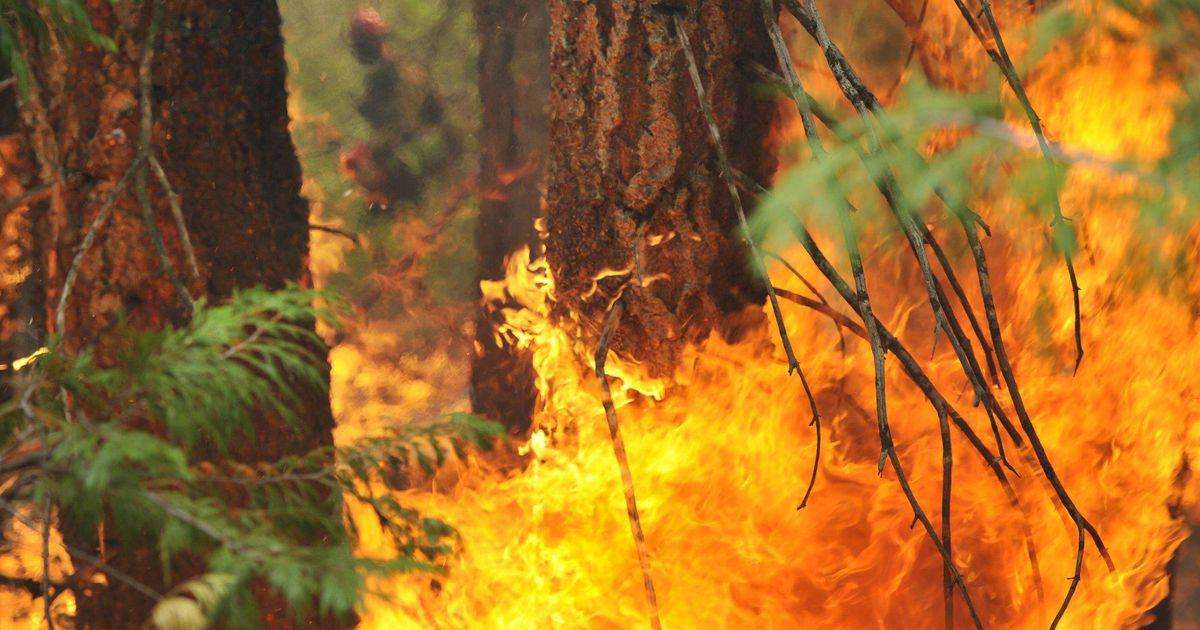 看了巴西亚马逊雨林大火,更感叹中国消防员的伟大!