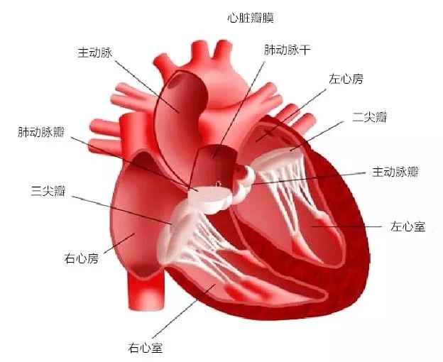 二尖瓣腱索图片