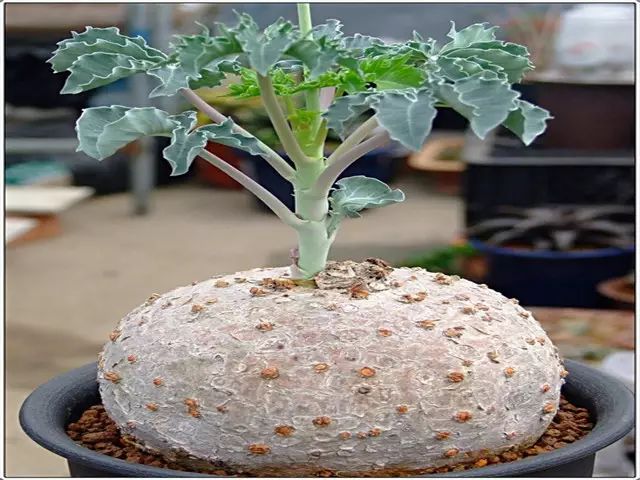史上"最萌植物"的变态版来袭!_块根