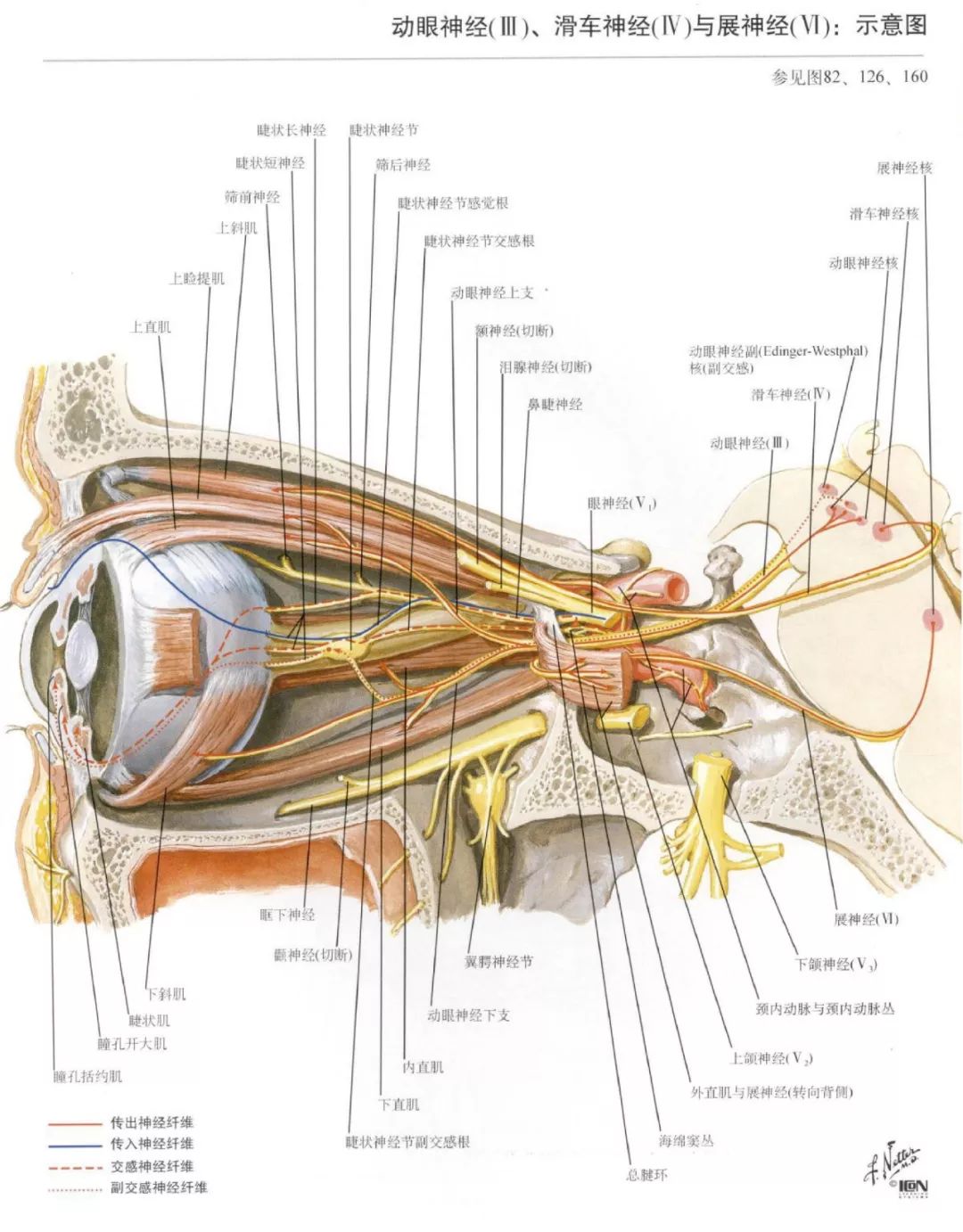 神经解剖脑部高清图谱奈特解剖学习资料