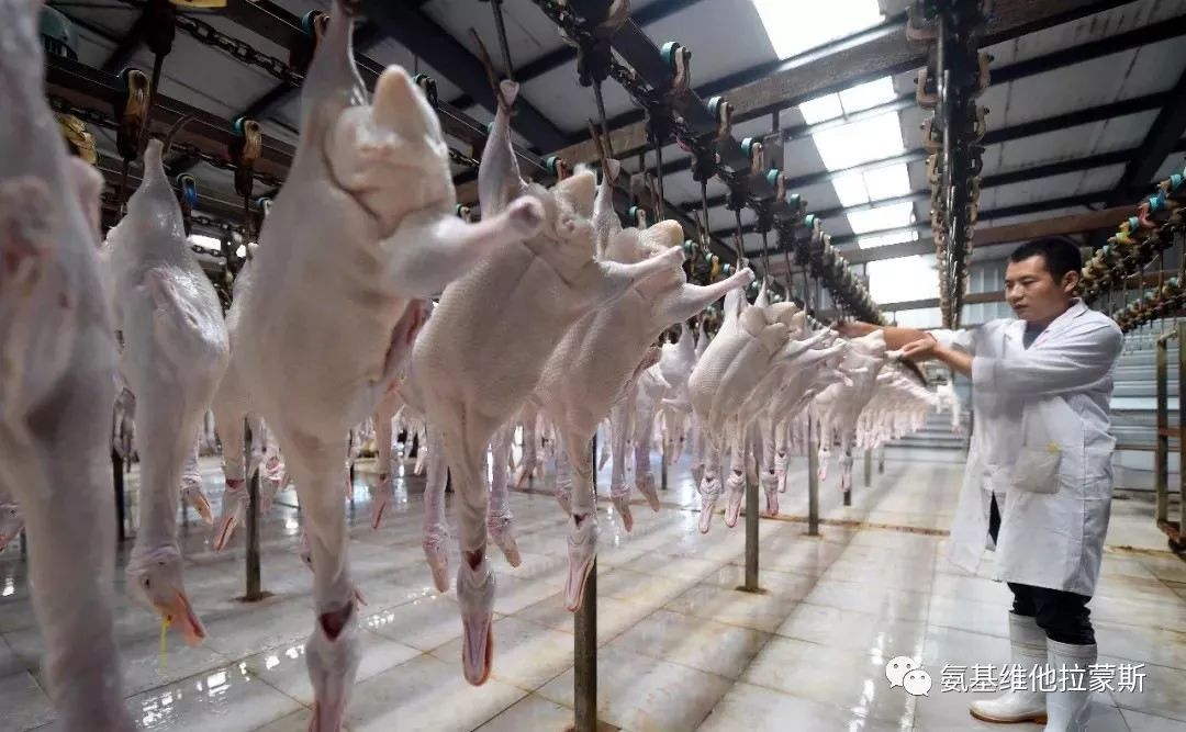 对于养殖户鸭子杀不出来屠宰场有话要说