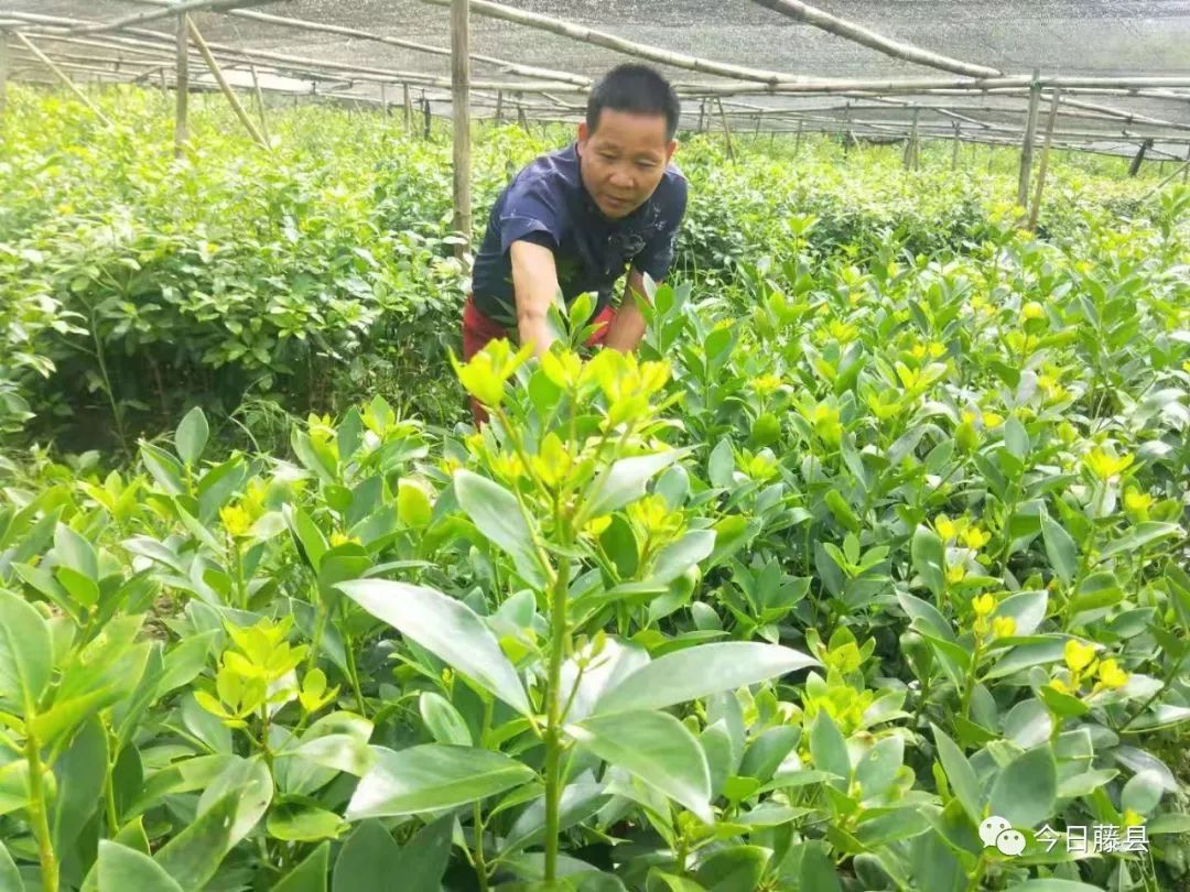 小小八角苗托起致富梦丨记藤县古龙镇贫困户甘瑜珏脱贫致富路