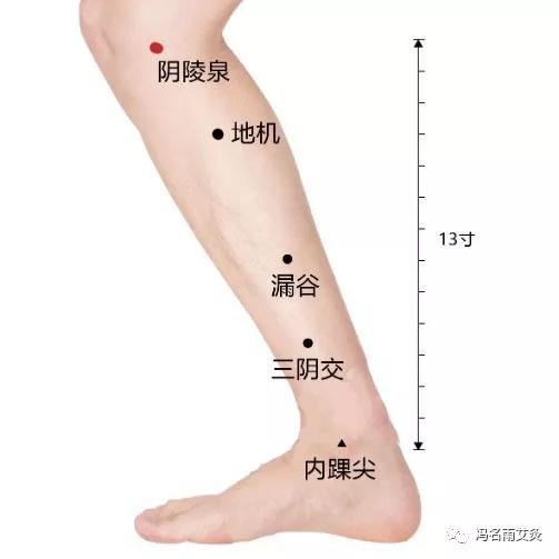 【每日一穴】:阴陵泉穴