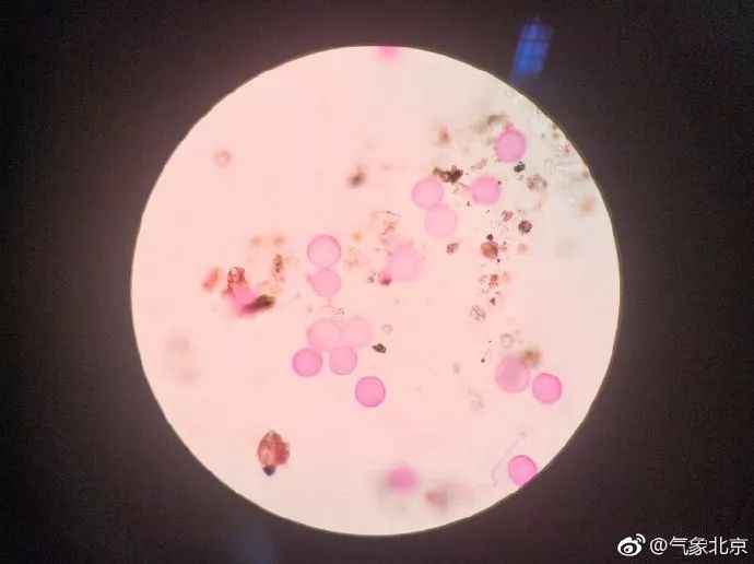 ok,来看两张显微镜下花粉颗粒的实拍.