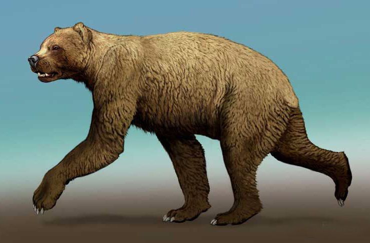 巨型短面熊体重图片