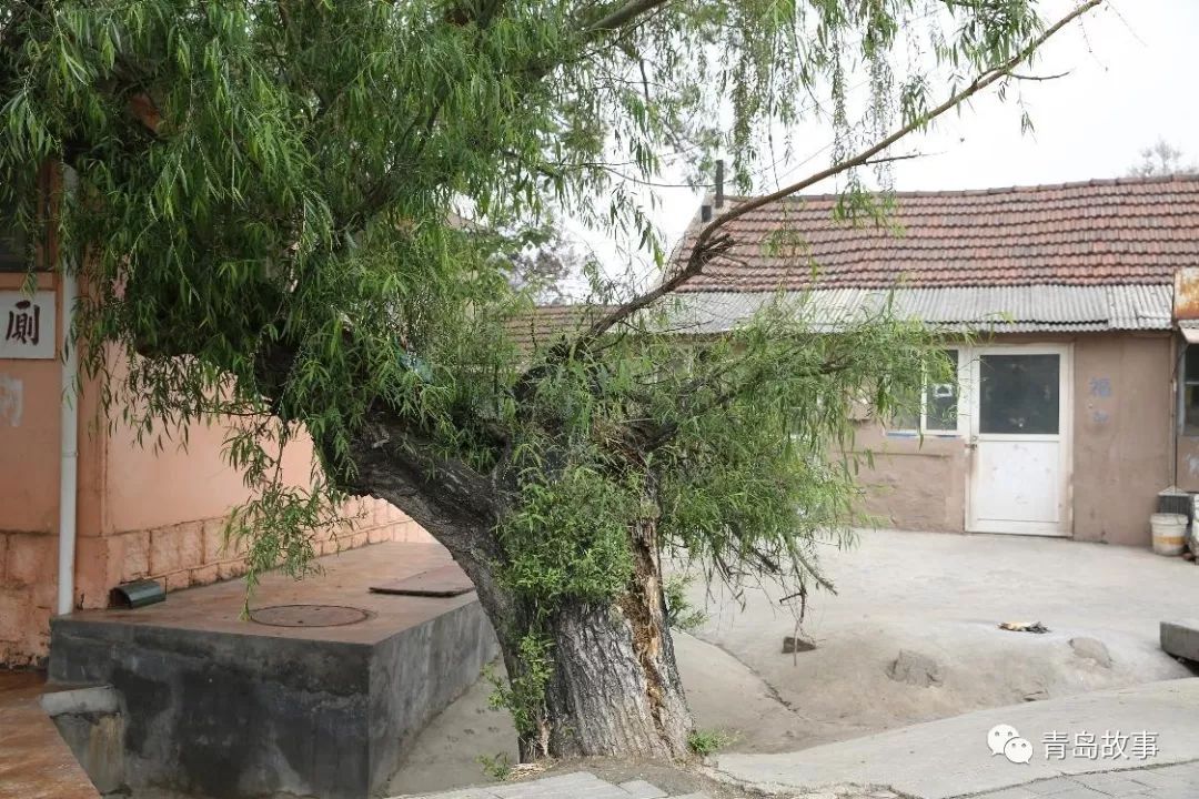 我与板桥坊村的故事