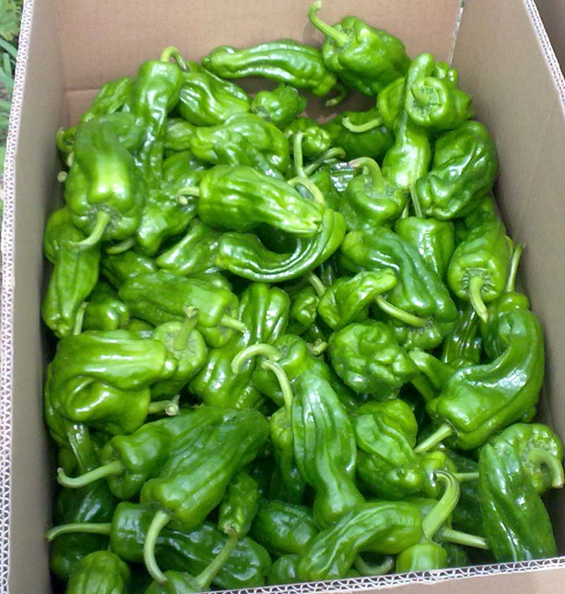 珍贵椒王薄皮椒芜湖椒