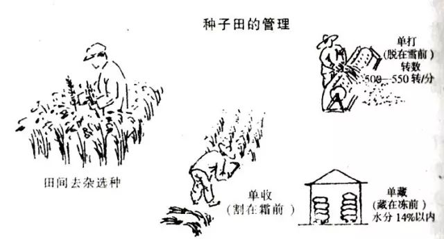 种子的收割,脱谷,干燥与贮藏:要进一步建立健全良种繁育体系,发展统一
