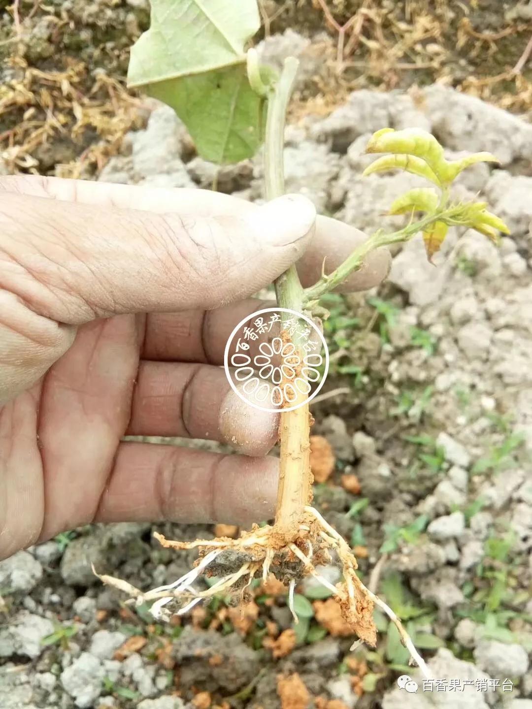 百香果秋種的好處及注意事項