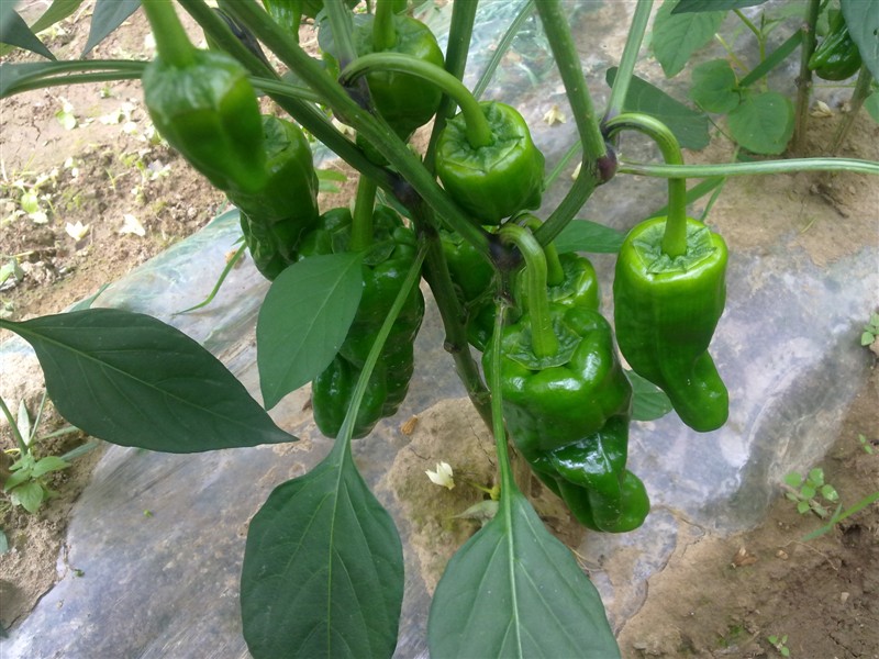 珍贵椒王薄皮椒芜湖椒