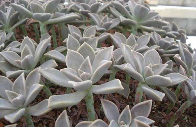 进入秋天多肉植物胧月到养护方法