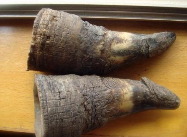 (二)暹罗角及其特征暹罗角取自犀牛科动物印度犀,爪哇犀,苏门犀的角