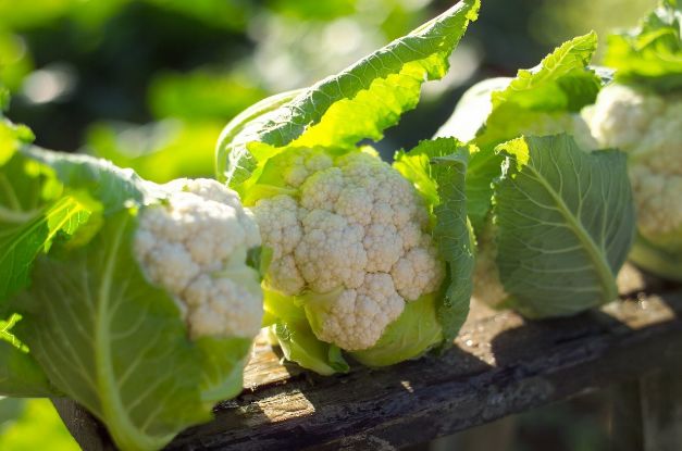 20年前,他把日本菜花杂交品种彻底赶出中国!