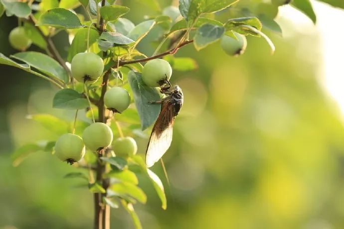 秋蝉夜燥素琴鸣.