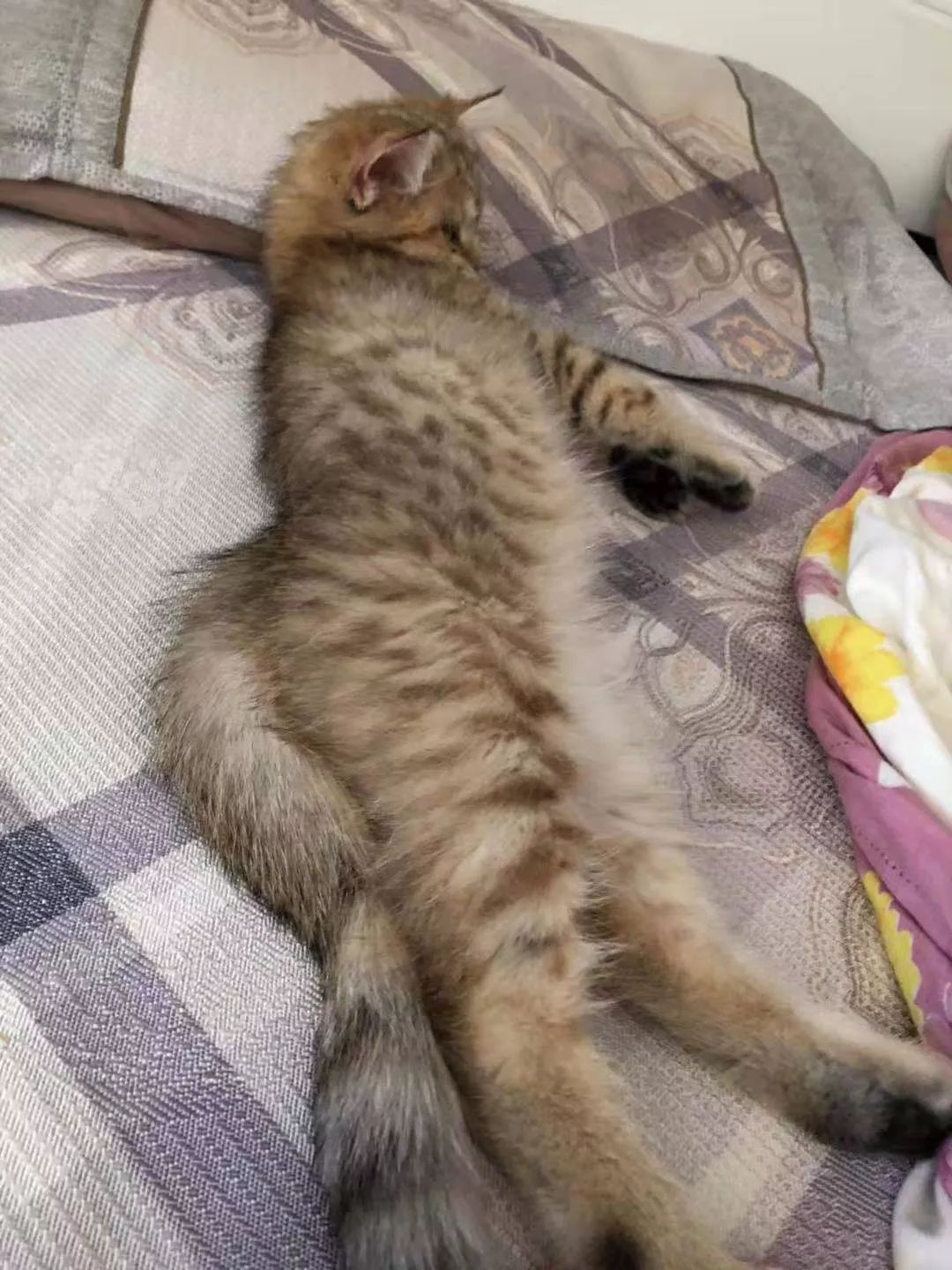 猫咪都是液体动物?这波操作真的不是我这种凡人敢尝试的