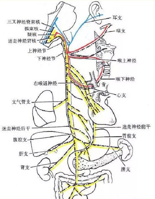 耳朵后面的神经分布图图片