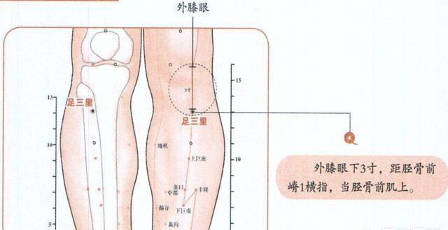 位置 位于小腿外侧