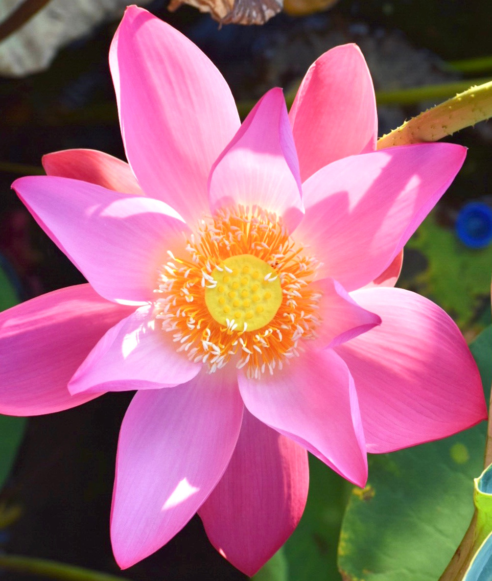 图虫静物摄影:无题