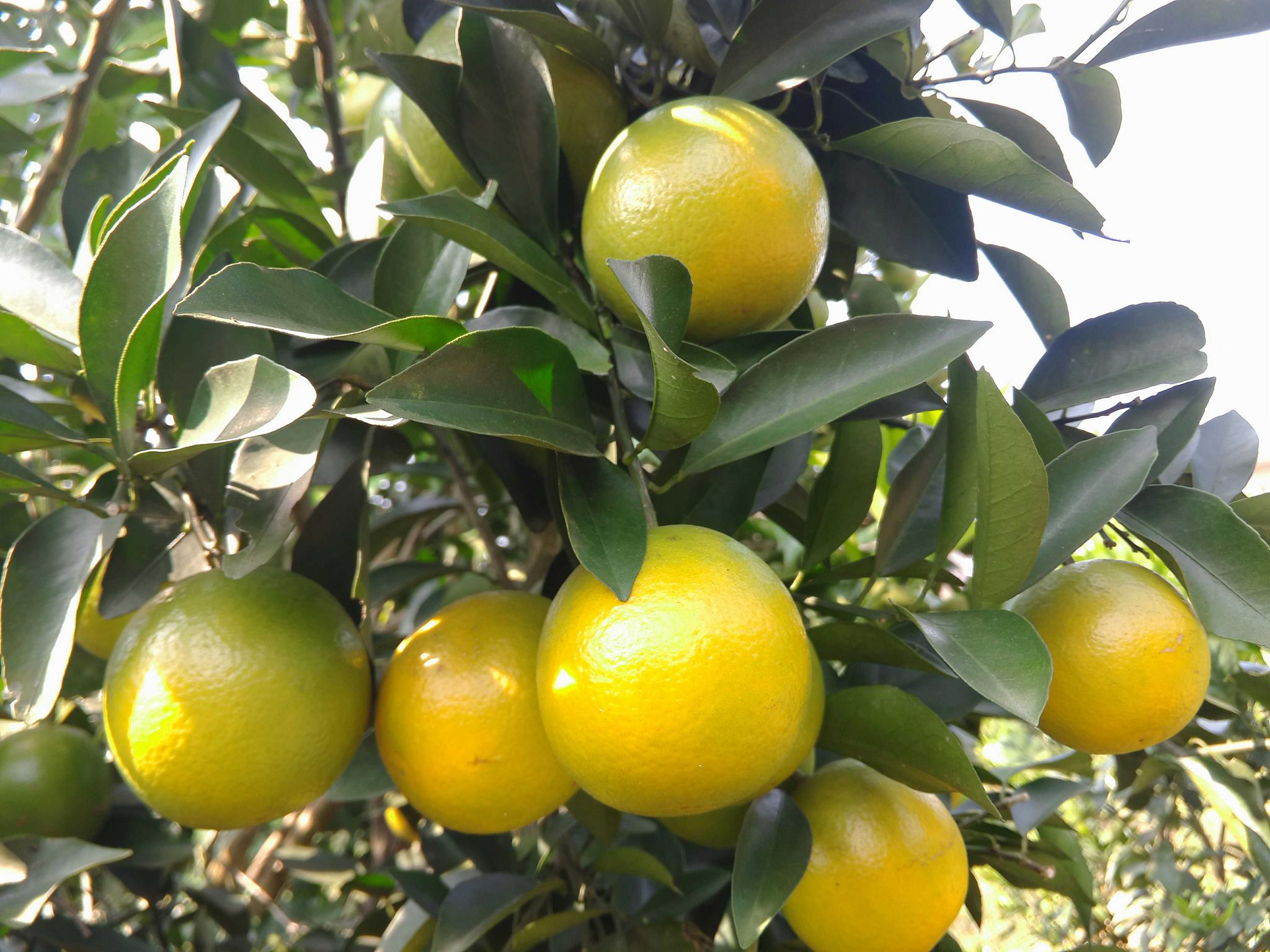 知道正宗红江橙成熟需要多少时间不看了文章你就清清楚楚了哦