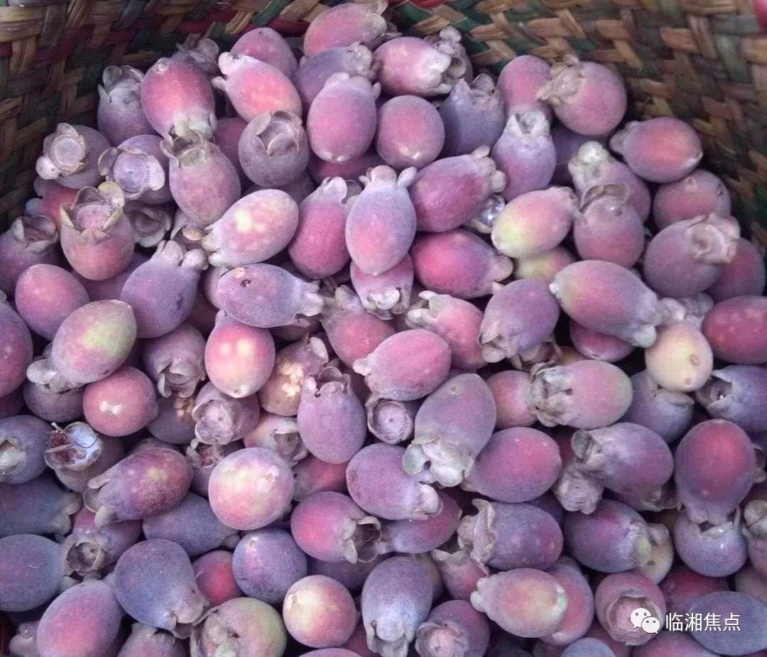 近日,很多湘阴人上山都是为了去找它!_乌稔