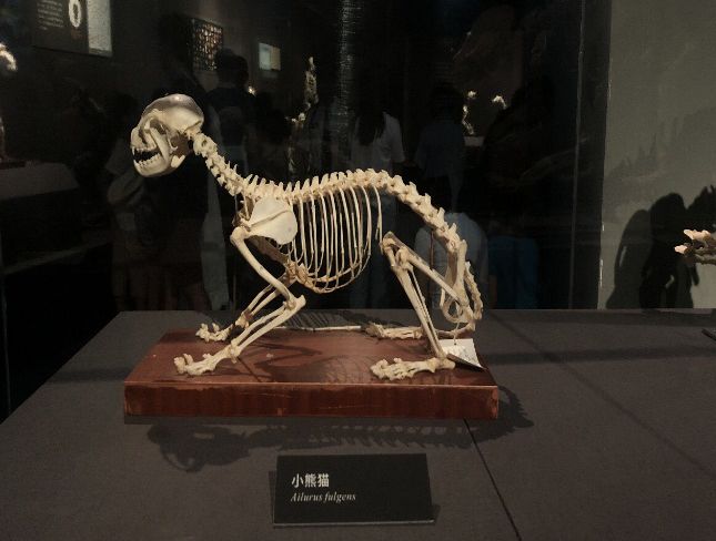 该展览以80余件脊椎动物标本,展示了骨骼与生命演化之美,这其中就包括